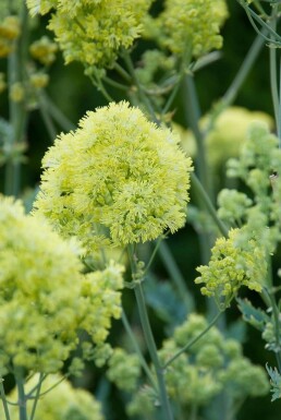 Poelruit Thalictrum flavum subsp. glaucum 5-10 Pot P9