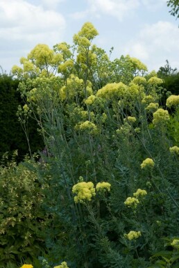 Poelruit Thalictrum flavum subsp. glaucum 5-10 Pot P9