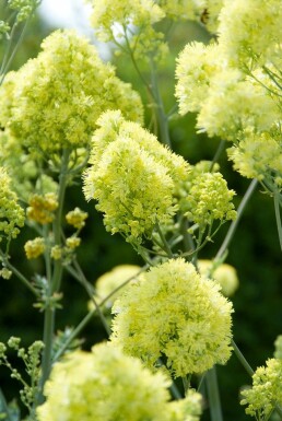 Poelruit Thalictrum flavum subsp. glaucum 5-10 Pot P9