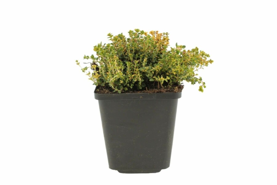Tijm Thymus 'Doone Valley' 5-10 Pot P9 Thymus 'Doone Valley'