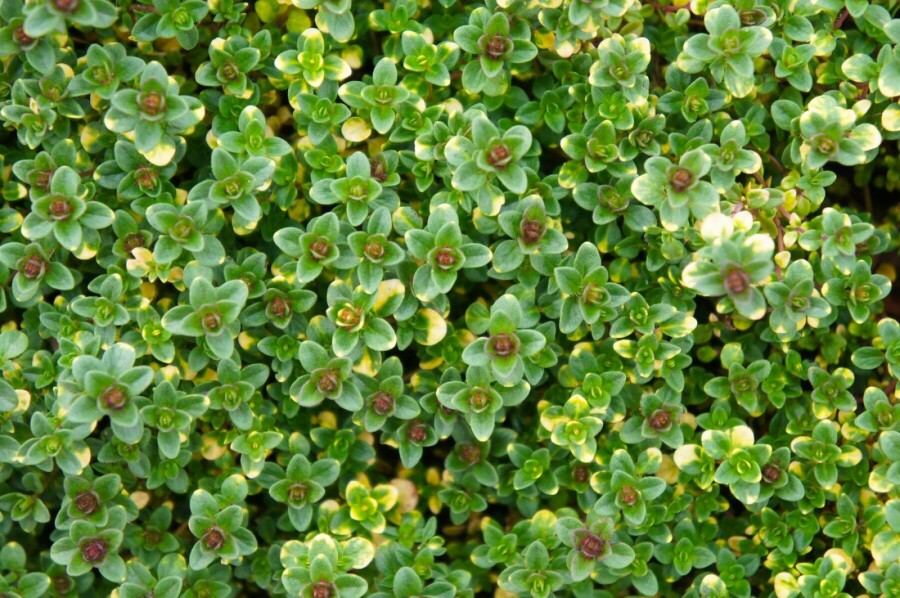 Tijm Thymus 'Doone Valley' 5-10 Pot P9 Thymus 'Doone Valley'