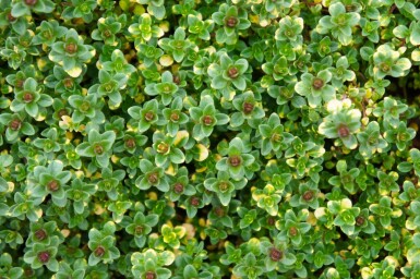 Tijm Thymus 'Doone Valley' 5-10 Pot P9 Thymus 'Doone Valley'