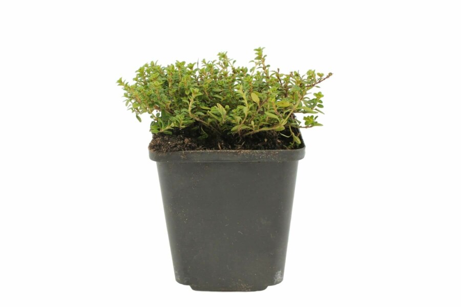 Citroentijm Thymus citriodorus 'Aureus' 5-10 Pot P9 Thymus citriodorus 'Aureus'