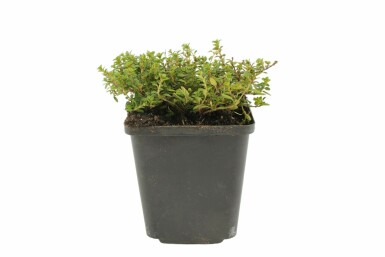 Thymus citriodorus 'Aureus'