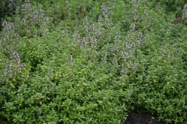 Thymus citriodorus 'Bertram Anderson'