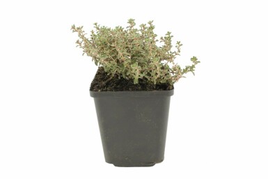 Thymus citriodorus 'Silver Queen'