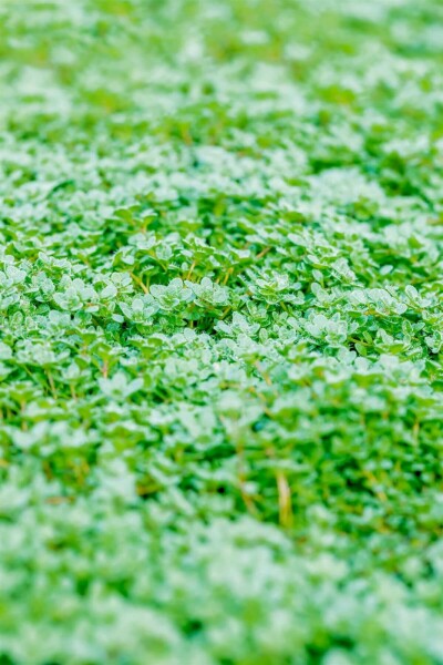 Wilde tijm Thymus praecox 'Minor' 5-10 Pot P9 Thymus praecox 'Minor'