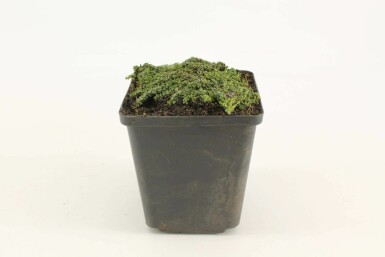 Wilde tijm Thymus praecox 'Minor' 5-10 Pot P9 Thymus praecox 'Minor'
