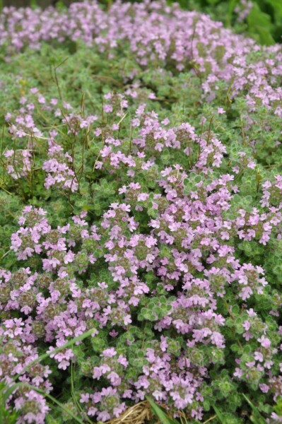 Woltijm Thymus praecox 'Pseudolanuginosus' 5-10 Pot P9 Thymus praecox 'Pseudolanuginosus'