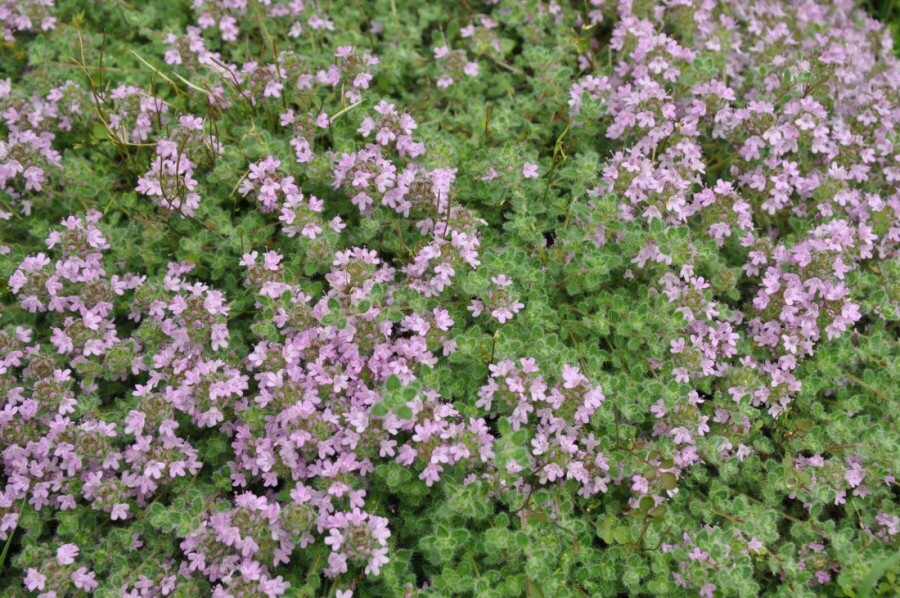 Woltijm Thymus praecox 'Pseudolanuginosus' 5-10 Pot P9 Thymus praecox 'Pseudolanuginosus'