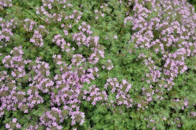 Woltijm Thymus praecox 'Pseudolanuginosus' 5-10 Pot P9 Thymus praecox 'Pseudolanuginosus'