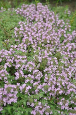 Woltijm Thymus praecox 'Pseudolanuginosus' 5-10 Pot P9 Thymus praecox 'Pseudolanuginosus'