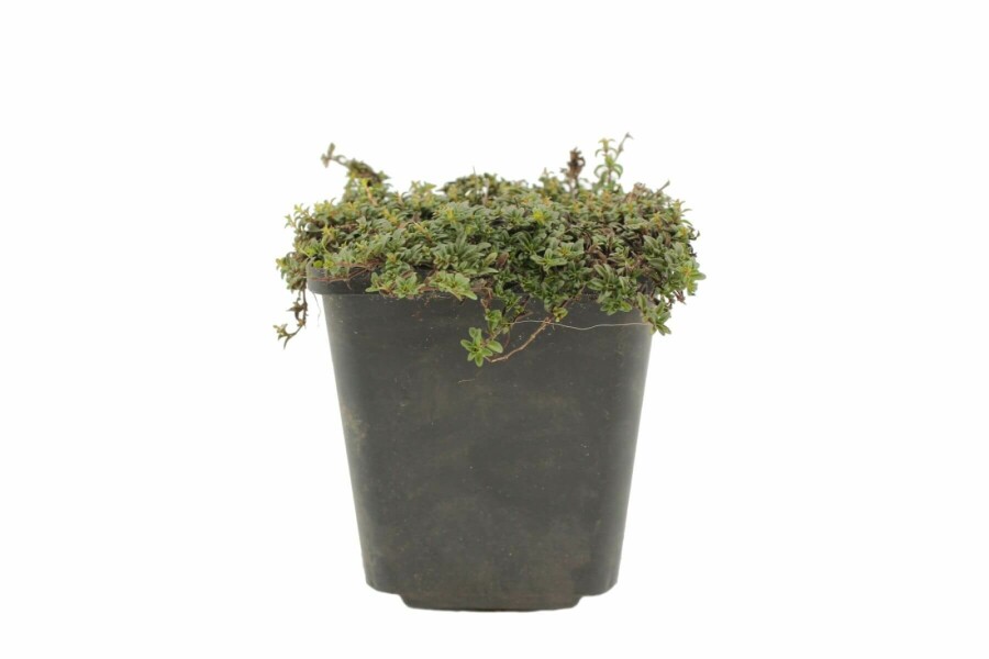 Kruiptijm Thymus praecox 'Purple Beauty' 5-10 Pot P9 Thymus praecox 'Purple Beauty'