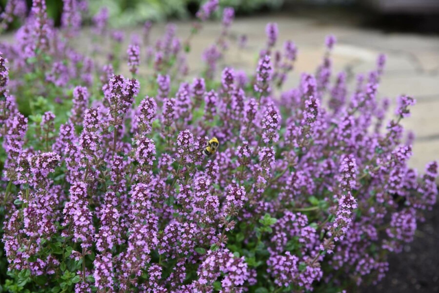 Gewone tijm Thymus serpyllum 5-10 Pot P9 Thymus serpyllum