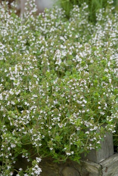 Gewone tijm Thymus vulgaris 5-10 Pot P9 Thymus vulgaris