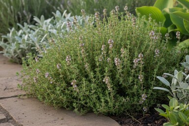 Gewone tijm Thymus vulgaris 'Compactus' 5-10 Pot P9 Thymus vulgaris 'Compactus'