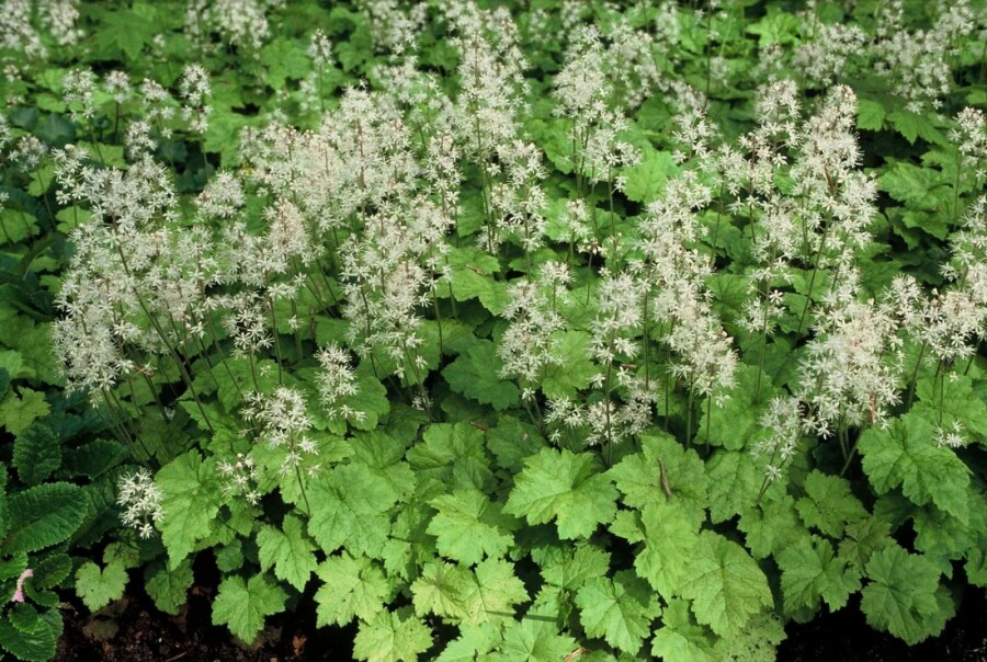 Schuimbloem Tiarella cordifolia 5-10 Pot P9 Tiarella cordifolia