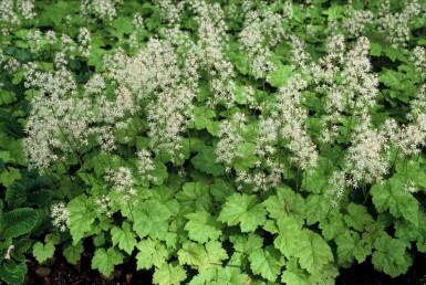 Schuimbloem Tiarella cordifolia 5-10 Pot P9 Tiarella cordifolia