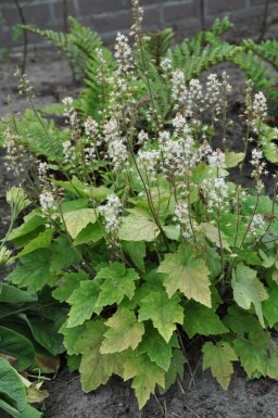 Schuimbloem Tiarella wherryi 5-10 Pot P9