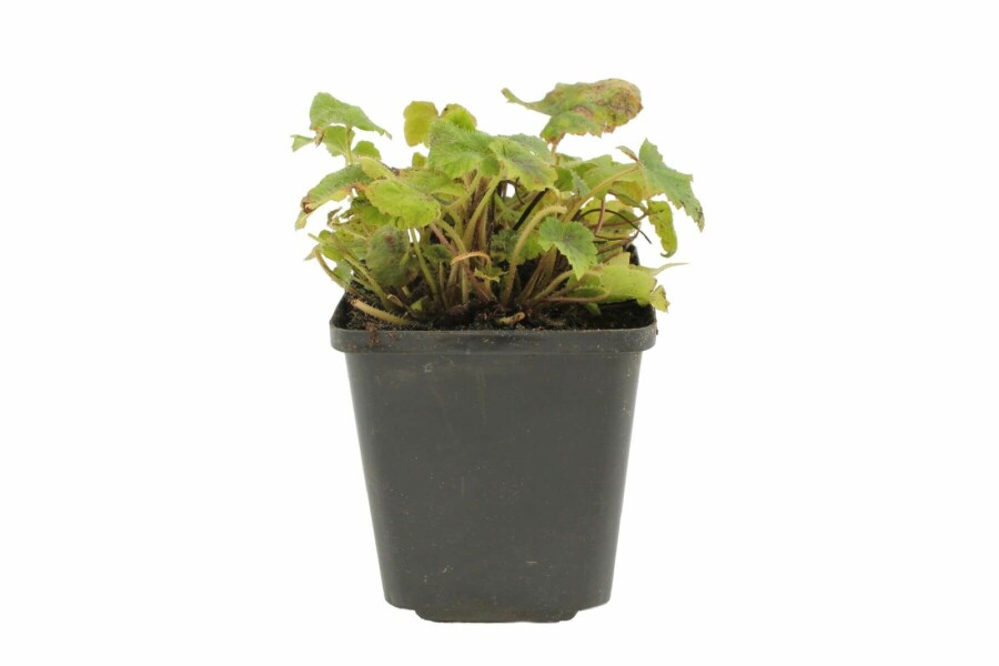 Schuimbloem Tiarella wherryi 5-10 Pot P9 Tiarella wherryi