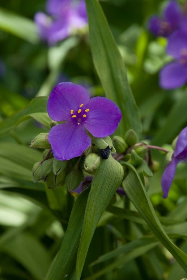 Eendagsbloem Tradescantia 'Zwanenburg Blue' 5-10 Pot P9 Tradescantia 'Zwanenburg Blue'