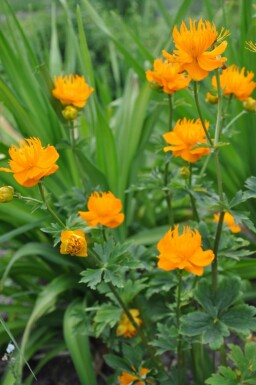 Kogelboterbloem Trollius chinensis 'Golden Queen' 5-10 Pot P9