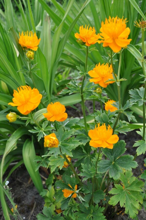 Kogelboterbloem Trollius chinensis 'Golden Queen' 5-10 Pot P9 Trollius chinensis 'Golden Queen'