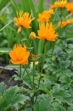 Kogelboterbloem Trollius chinensis 'Golden Queen' 5-10 Pot P9 Trollius chinensis 'Golden Queen'