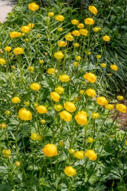 Kogelboterbloem Trollius europaeus 5-10 Pot P9 Trollius europaeus