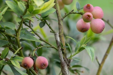 Blauwe bes Vaccinium corymbosum 'Pink Lemonade' Struik 30-40 Pot C2 Vaccinium corymbosum 'Pink Lemonade' struik 30-40 cm