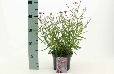 IJzerhard Verbena bonariensis 'Lollipop' 10-15 Pot C2 Verbena bonariensis 'Lollipop'
