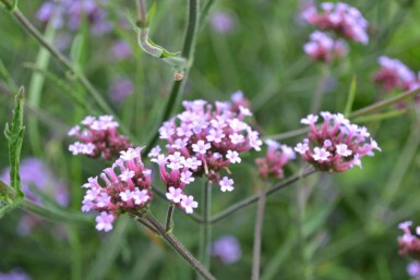 IJzerhard Verbena bonariensis 'Lollipop' 5-10 Pot P9