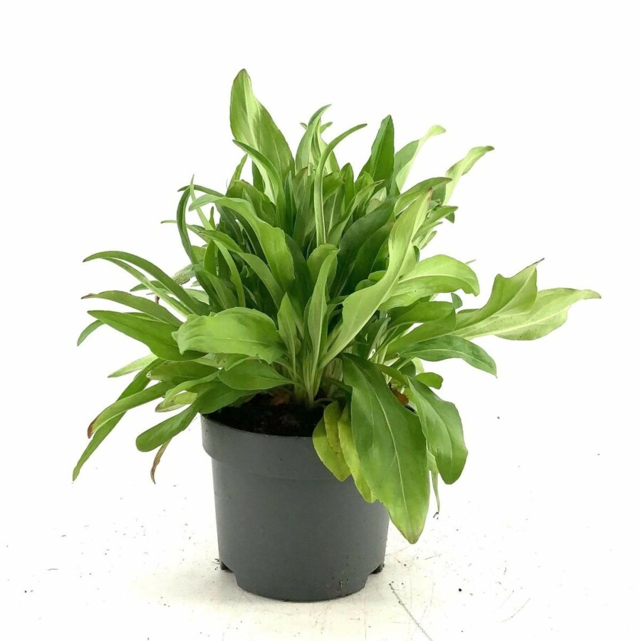 Ereprijs Veronica gentianoides 10-15 Pot C2 Veronica gentianoides