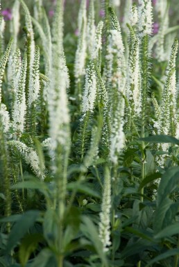 Veronica longifolia 'Schneeriesin'