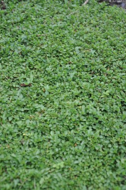 Ereprijs Veronica repens 5-10 Pot P9 Veronica repens