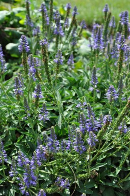 Ereprijs Veronica spicata 'Inspire Blue' 5-10 Pot P9 Veronica spicata 'Inspire Blue'