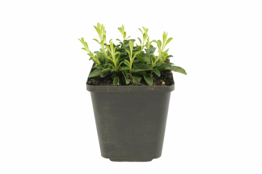 Ereprijs Veronica spicata 'Inspire Pink' 5-10 Pot P9 Veronica spicata 'Inspire Pink'