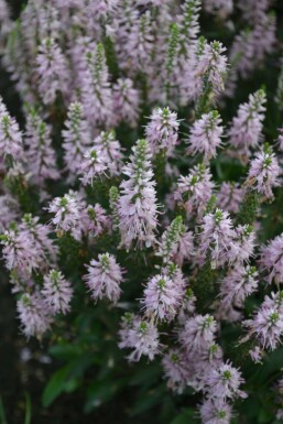 Ereprijs Veronica spicata 'Inspire Pink' 5-10 Pot P9 Veronica spicata 'Inspire Pink'
