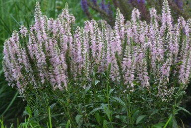 Ereprijs Veronica spicata 'Inspire Pink' 5-10 Pot P9 Veronica spicata 'Inspire Pink'