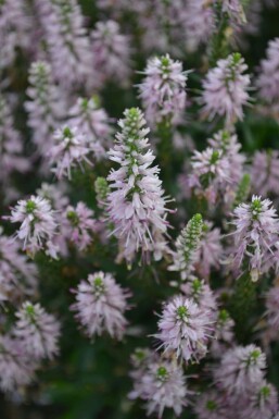 Ereprijs Veronica spicata 'Inspire Pink' 5-10 Pot P9 Veronica spicata 'Inspire Pink'