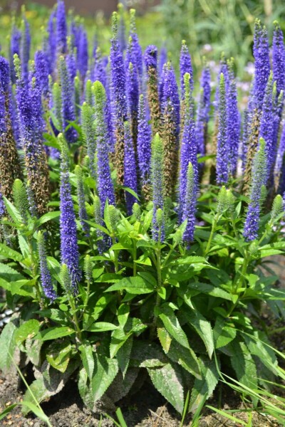 Ereprijs Veronica spicata 'Ulster Blue Dwarf' 10-15 Pot C2 Veronica spicata 'Ulster Blue Dwarf'
