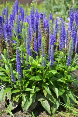 Ereprijs Veronica spicata 'Ulster Blue Dwarf' 5-10 Pot P9