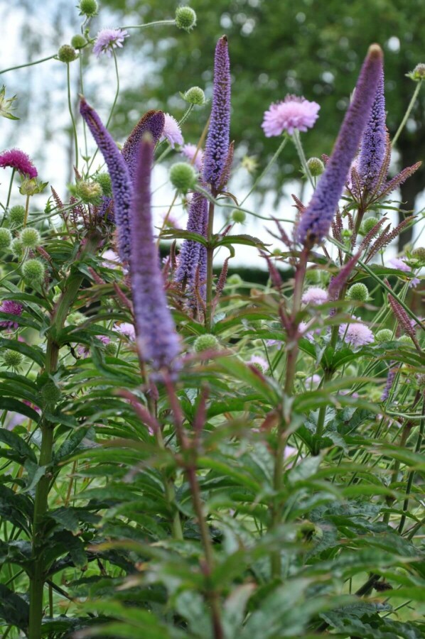 Ereprijs Veronicastrum sibiricum 'Red Arrows' 5-10 Pot P9 Veronicastrum sibiricum 'Red Arrows'