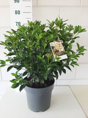 Viburnum tinus struik 40-50 cm