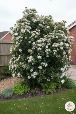 Viburnum tinus struik 15-20 cm