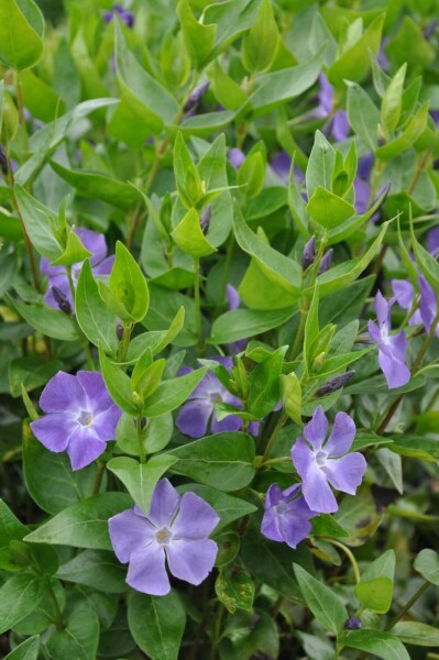 Grootbladige maagdenpalm Vinca major 10-15 Pot C2 Vinca major