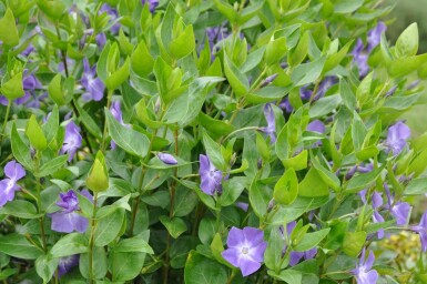 Grootbladige maagdenpalm Vinca major 10-15 Pot C2 Vinca major