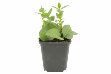 Grootbladige maagdenpalm Vinca major 5-10 Pot P9 Vinca major