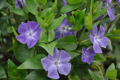 Grootbladige maagdenpalm Vinca major 5-10 Pot P9 Vinca major