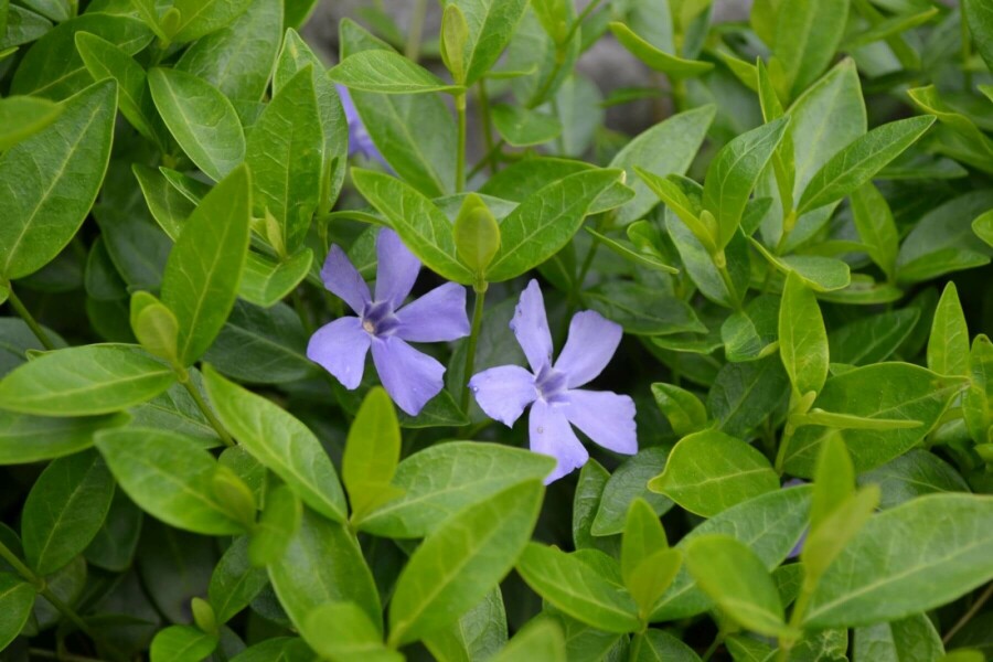 Kleinbladige maagdenpalm Vinca minor 10-15 Pot C2 Vinca minor
